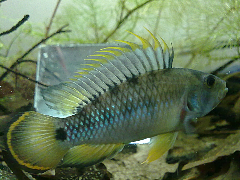 Apistogramma baenschi