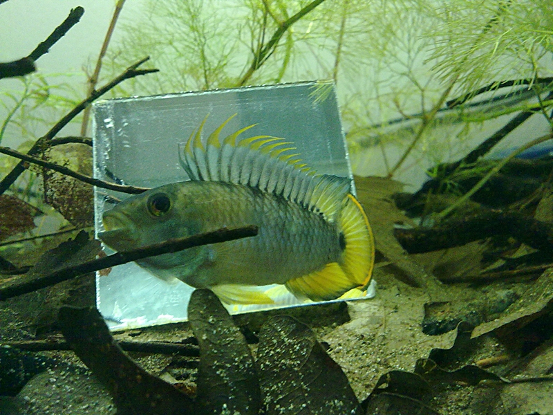 Apistogramma baenschi