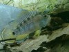 Apistogramma baenschi