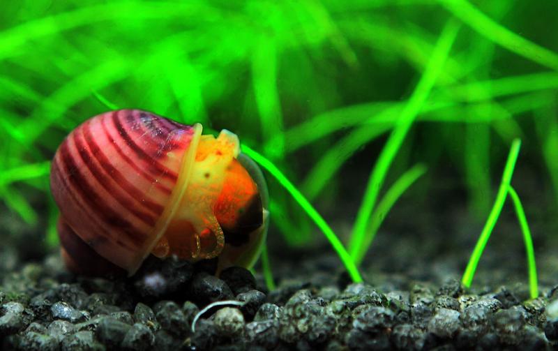 Red Apple Snail