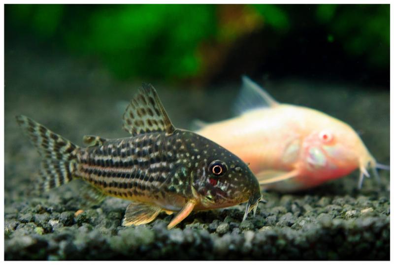 Pepper and Albino cory