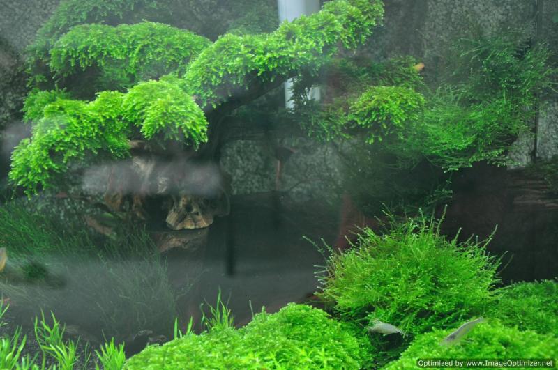 my moss tank