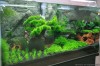 my moss tank