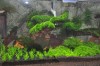 my moss tank