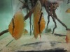 Discus and Geophagus