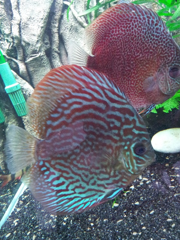 Discus Pair