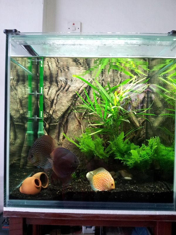 Planted Discus Pair Eggs, Wild Cardinal Tetra, Loaches, Guppies