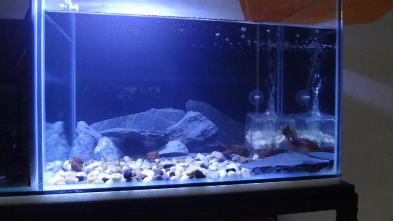 African Jewel Cichlid Setup