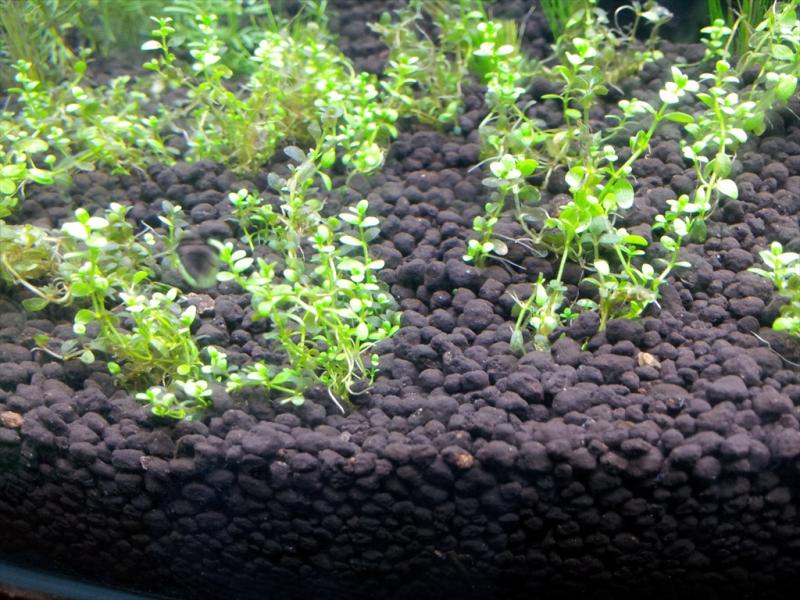 aquarium 010