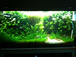 3ft tank