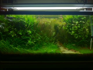 3ft tank