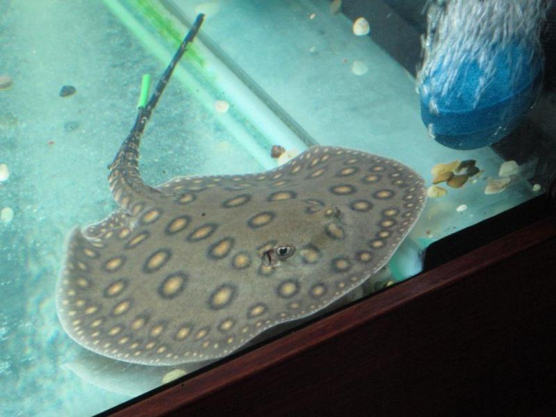 My stingray