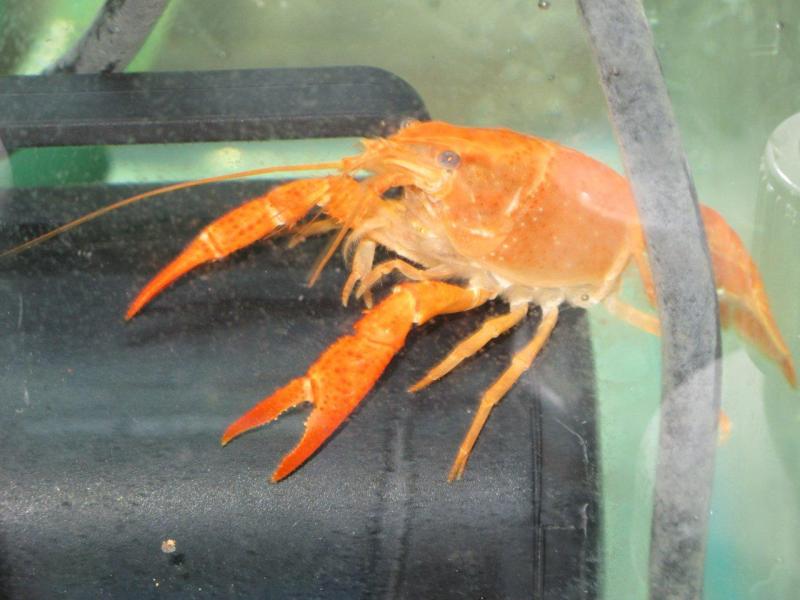 Orange Lobster