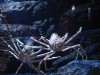 Spider Crabs