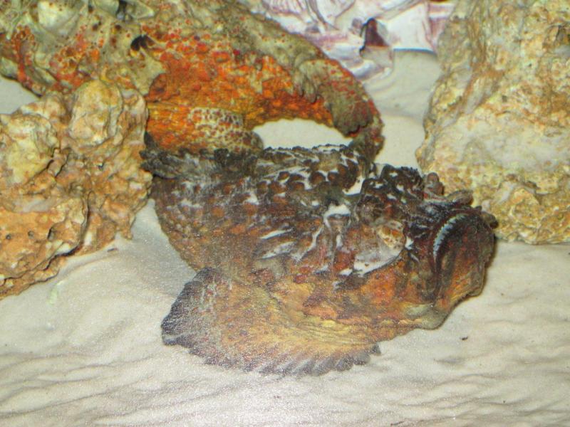 stonefish