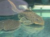 pleco