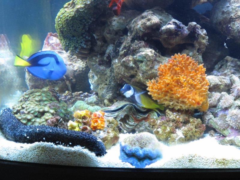 my Reef 