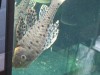  pleco