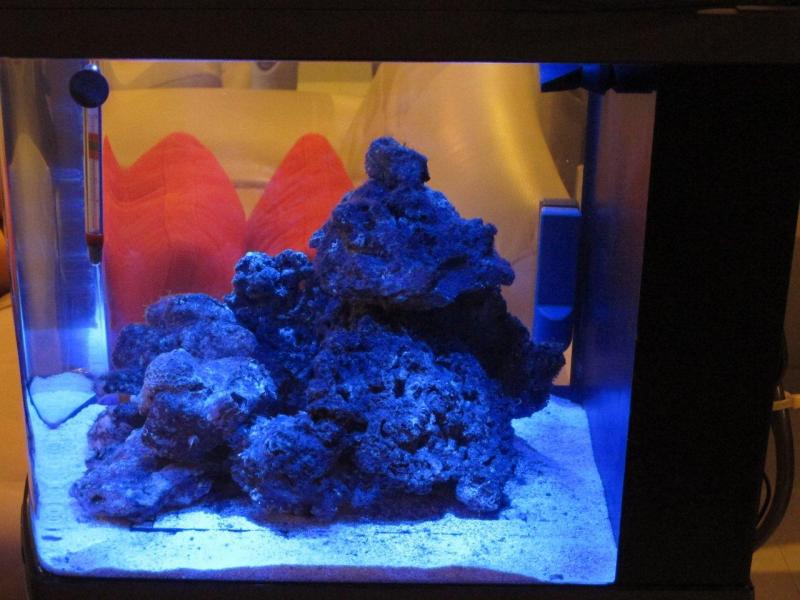 Marine Fish with Live rock only tank