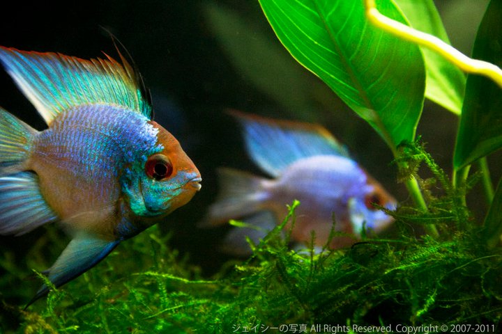 Electric Blue Ram