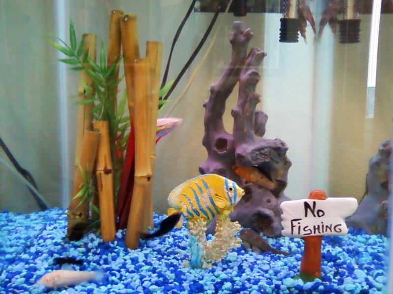 my old fish tank