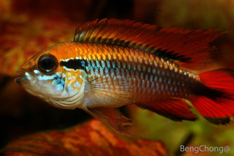 Cichlid