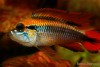 Cichlid