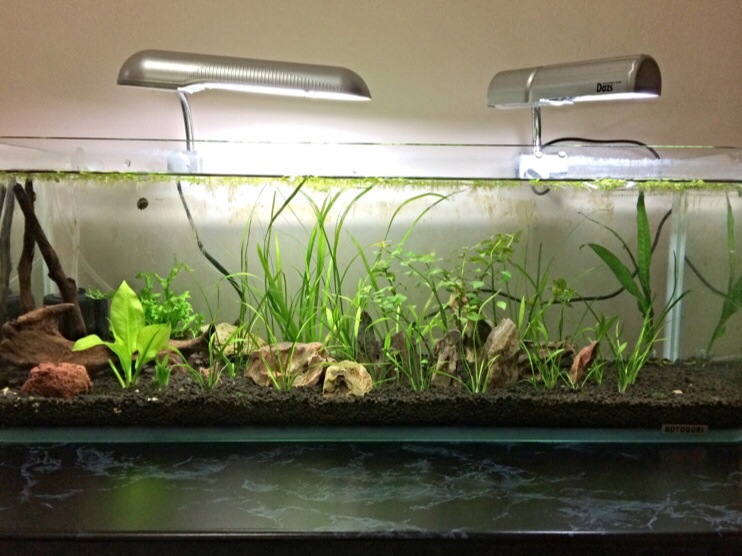 Low Tech Planted Aquarium