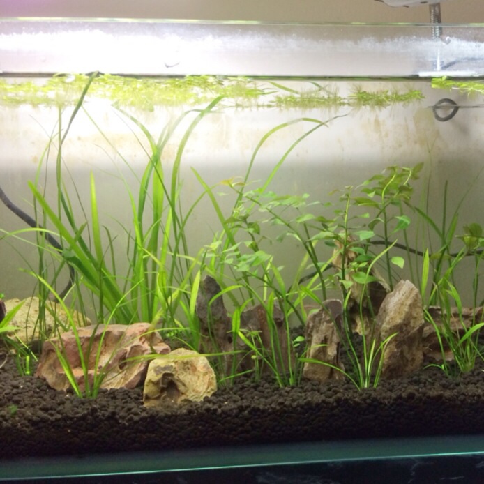 Low Tech Planted Aquarium