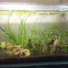 Low Tech Planted Aquarium