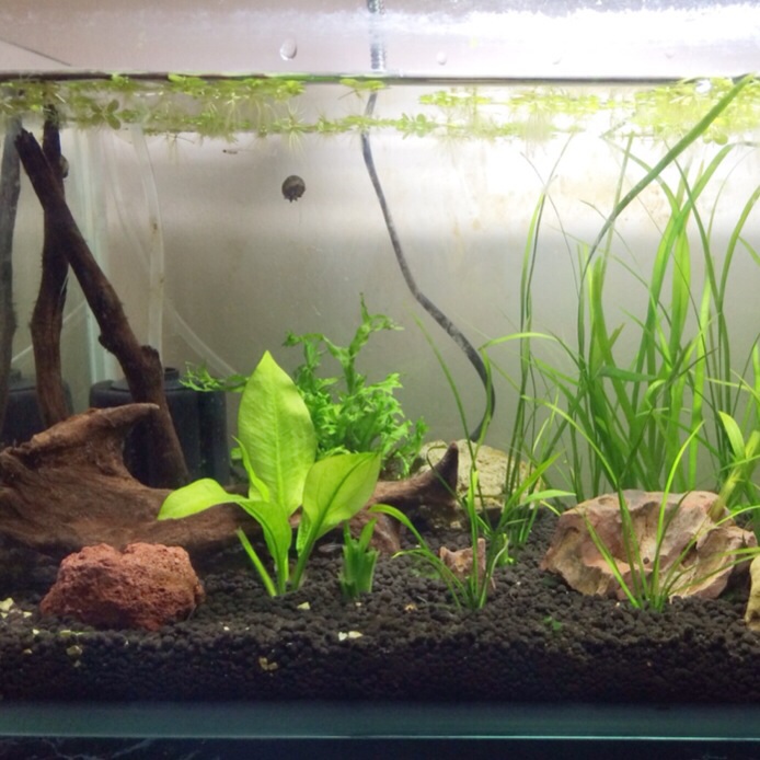 Low Tech Planted Aquarium