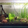 Low Tech Planted Aquarium