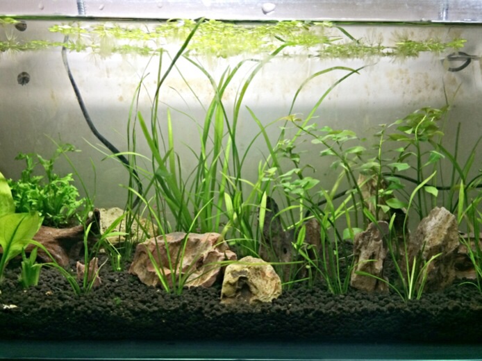 Low Tech Planted Aquarium