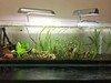 Low Tech Planted Aquarium