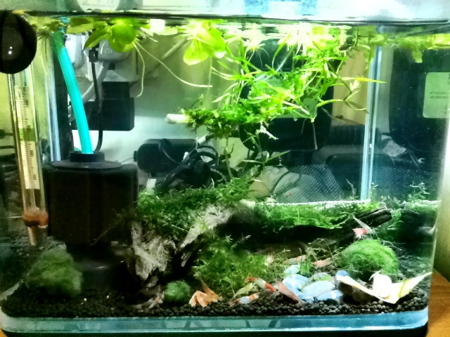 My shrimp tank