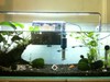 My fish tank