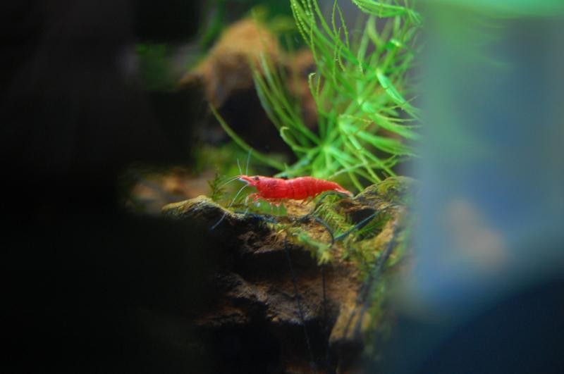 sakura shrimp