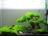 Moss Tank 1