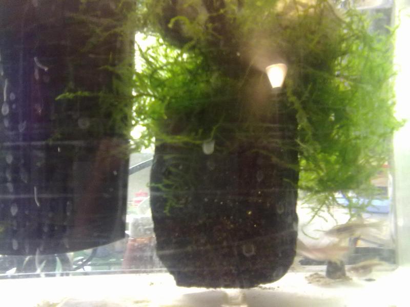 Zebrafish tank