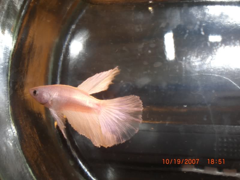 Platinum Betta