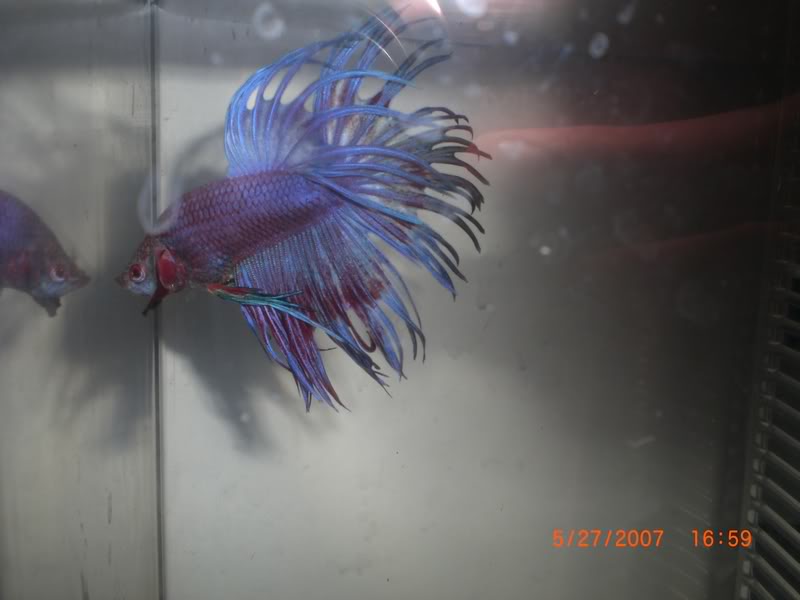 Purple Betta