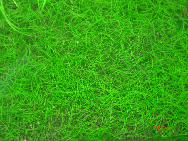 jap hairgrass