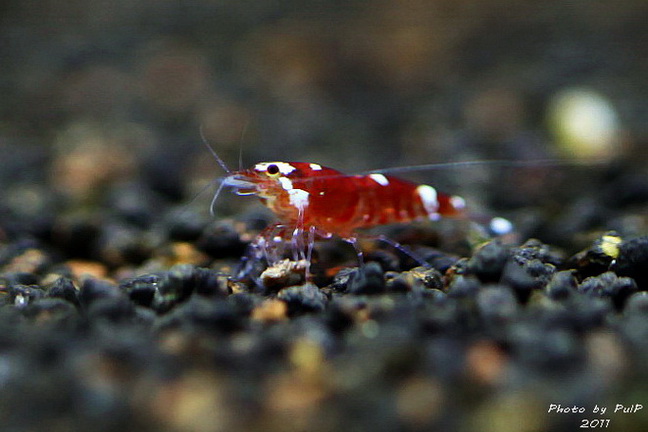 Hybrid shrimp