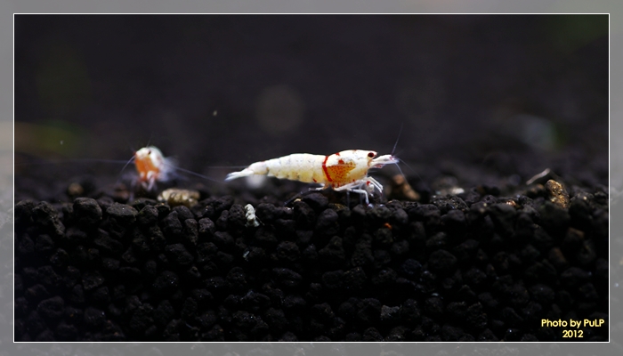 My Fancy shrimp 4