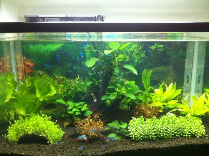 Freshwater Planted Tank