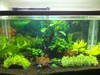 Freshwater Planted Tank