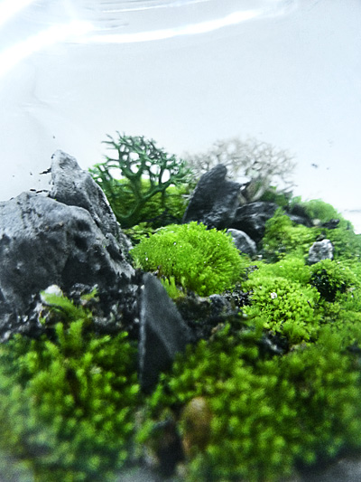 Iwagumi terrarium