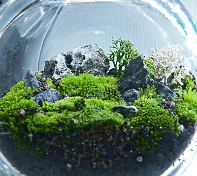 Iwagumi terrarium