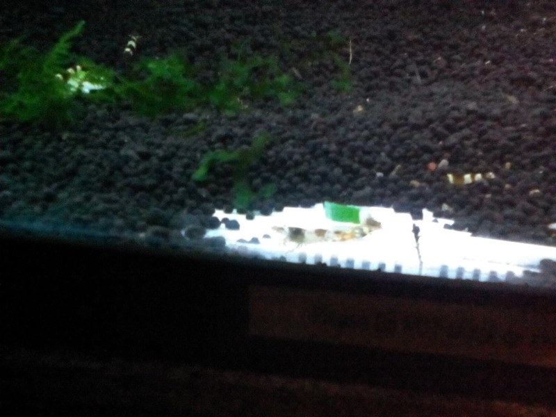 Alan Shrimps in Jurong