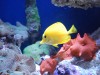 New aquarium light pictures